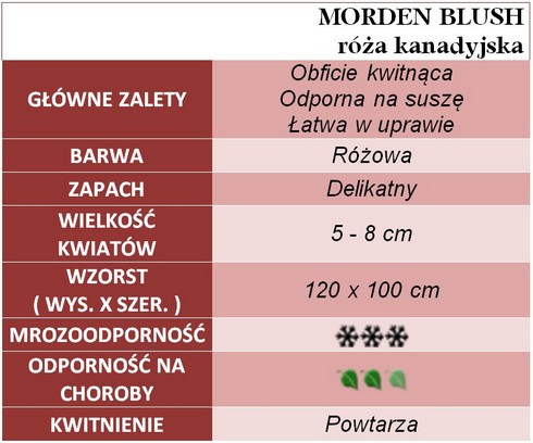 Morden Blush róże kanadyjskie gł. zal